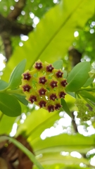 Hoya