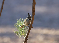 Baeolophus wollweberi