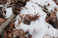 Matteuccia struthiopteris