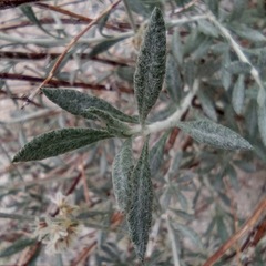 Eriogonum wrightii nodosum