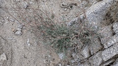 Eriogonum wrightii nodosum