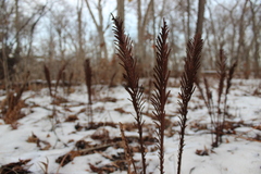 Matteuccia struthiopteris