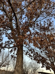Quercus shumardii