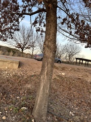 Quercus shumardii