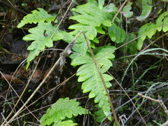 Polypodium