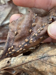 Macrodiplosis qoruca