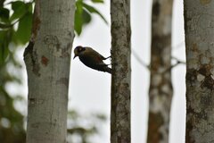 Melanerpes pucherani