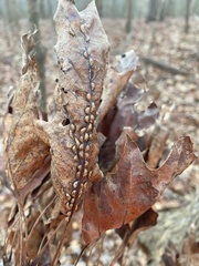 Macrodiplosis qoruca