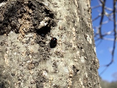 Chilocorus stigma