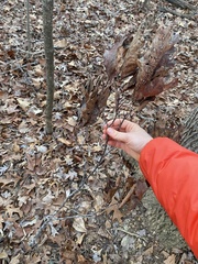 Macrodiplosis qoruca