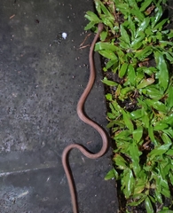 Pareas carinatus