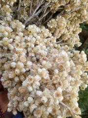 Pseudognaphalium chartaceum