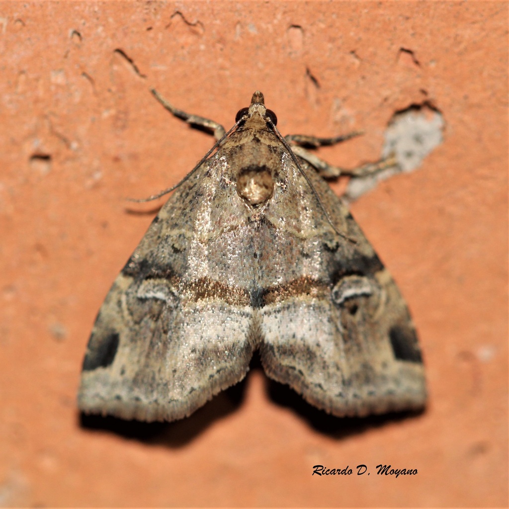 Mictochroa caterva