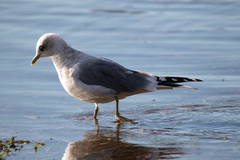Larus brachyrhynchus