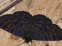 Speiredonia spectans
