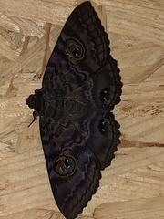 Speiredonia spectans