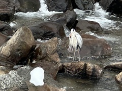 Ardea cinerea