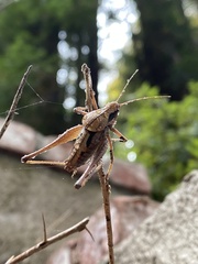 Neduba