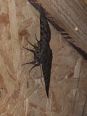 Speiredonia spectans