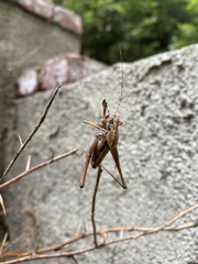 Neduba