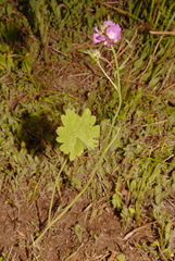 Sidalcea