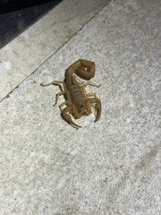 Centruroides testaceus