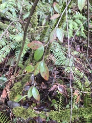 Cotoneaster franchetii