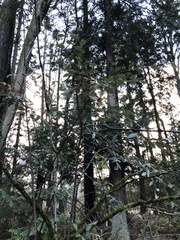 Cotoneaster franchetii