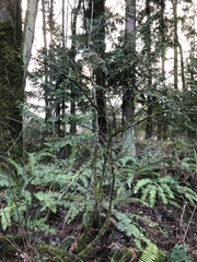 Cotoneaster franchetii