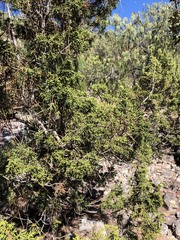 Juniperus durangensis