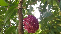 Hoya