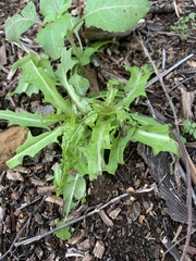 Malacothrix saxatilis