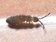 Isotominae