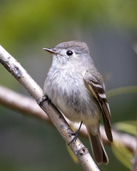 Empidonax hammondii