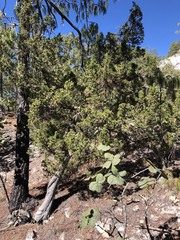 Juniperus durangensis