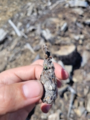 Falco novaeseelandiae