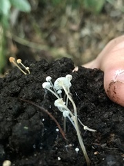 Marasmiellus