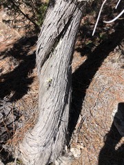 Juniperus durangensis