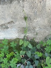 Aristolochia baetica
