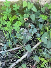 Aristolochia baetica