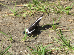 Limenitis arthemis rubrofasciata