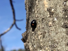 Chilocorus stigma