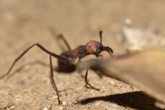 Eciton burchellii parvispinum