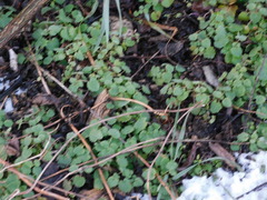 Lamium