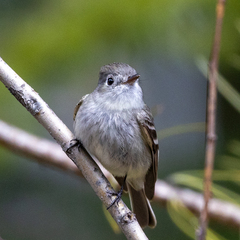 Empidonax hammondii