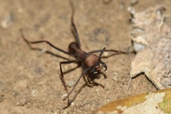 Eciton burchellii parvispinum