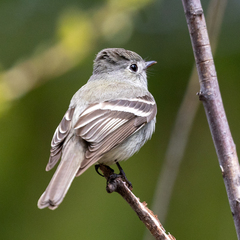 Empidonax hammondii