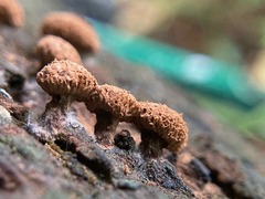 Tubifera microsperma
