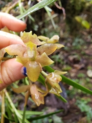 Epidendreae