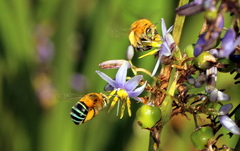 Amegilla cingulata